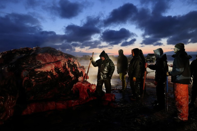 Fredrick Brower, center, helps cut up a bowhead whale caught by Inupiat subsistence hunters on a field near Barrow, Alaska