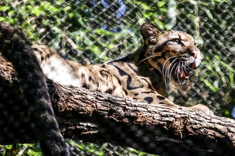 Nova leopardi me re në kopshtin zoologjik të Dallasit në shtator 2021.