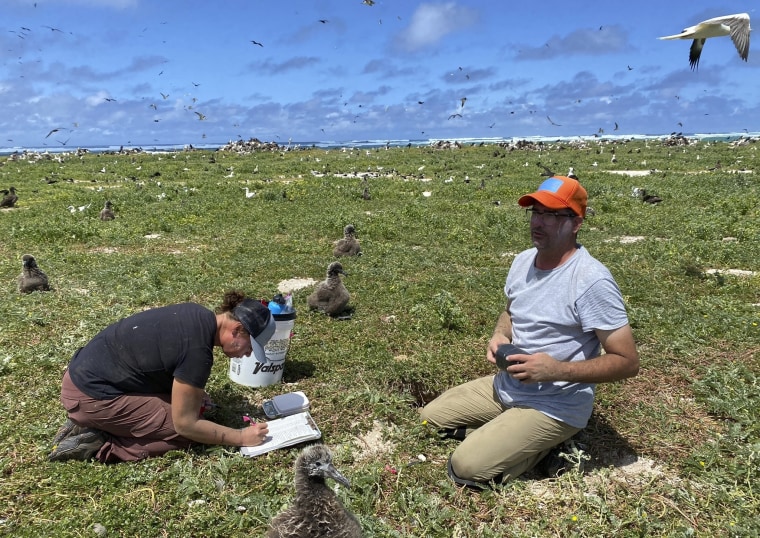 Wildlife workers relocate Tristram’s storm petrels on Hawaii’s Tern Island