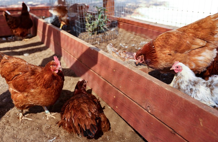 Rescued chickens gather in an aviary at Farm Sanctuary's Southern California Sanctuary