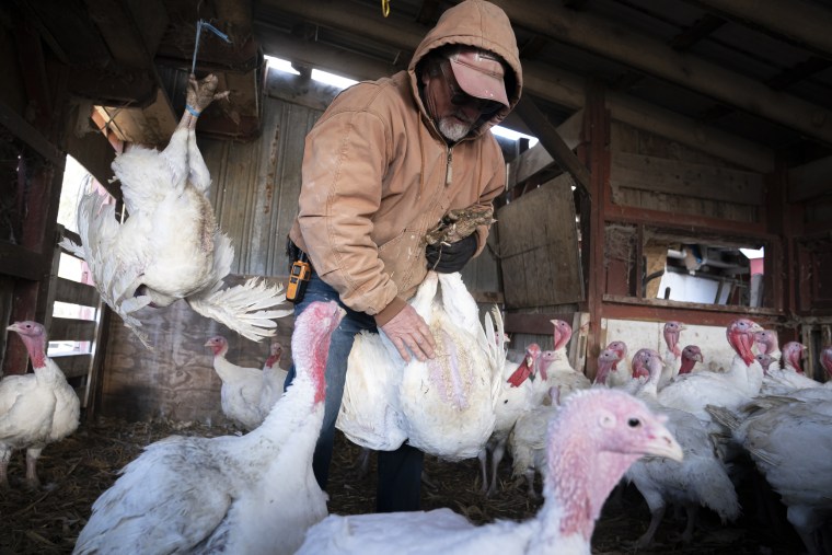 A man checks his flock of white turkeys at his family's farm in Townsend, Del.