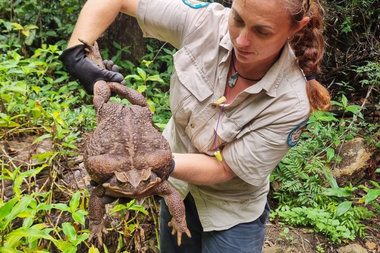 Australian rangers have euthanised a "monster" cane toad discovered in the wilds of a coastal park - a warty brown specimen as long as a human arm and weighing 2.7 kilograms (6 pounds). 