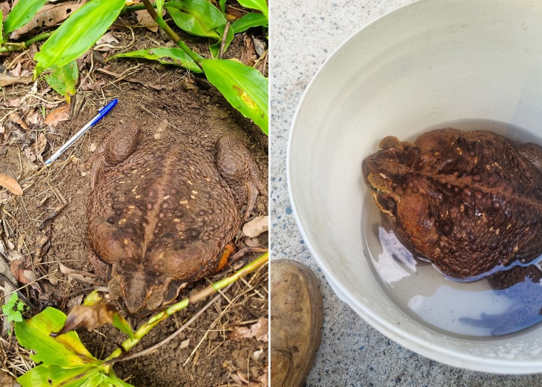 Rangers conducting track work found the giant toad in Conway National Park in Queensland.