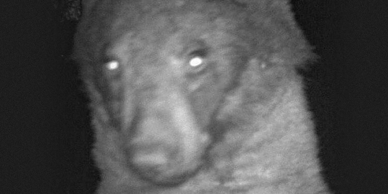 Images: A bear was captured posing for selfies on a remote camera in November, according to rangers with Boulder Open Space and Mountain Parks. 