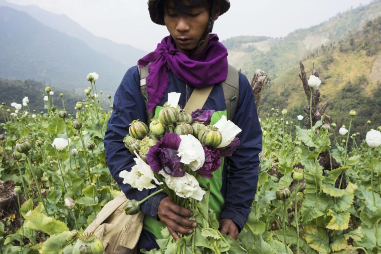 A member of Pat Jasan, an organization motivated by its faith to root out the destructive influence of drugs, slashes and uproots poppies from a hillside in Myanmar’s Kachin state in 2016.