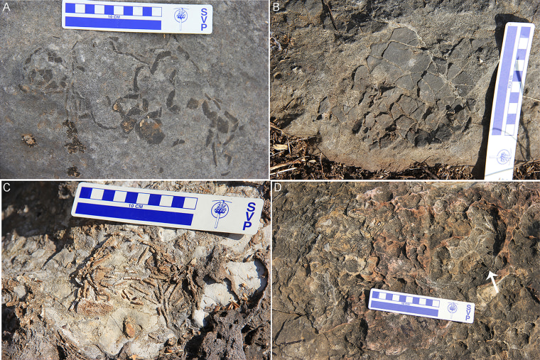 Los huevos se encontraron en la Formación Lameta, una formación geológica sedimentaria en el centro de India conocida por sus hallazgos de fósiles.