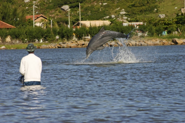 A dolphin jumps in front of a fisher in Laguna, Brazil, in 2008.