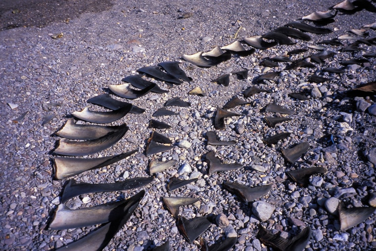 A Shark finning camp on a beach of the sea of Cortez, Mexico