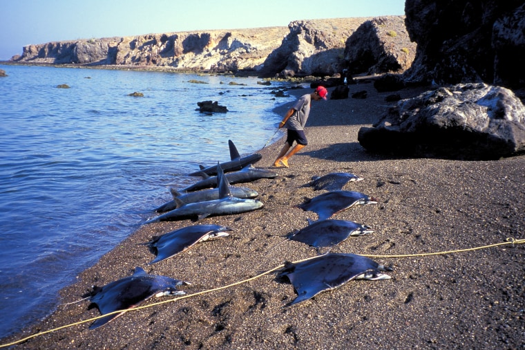A shark finning camp on a beach of the Sea of Cortez, Mexico.