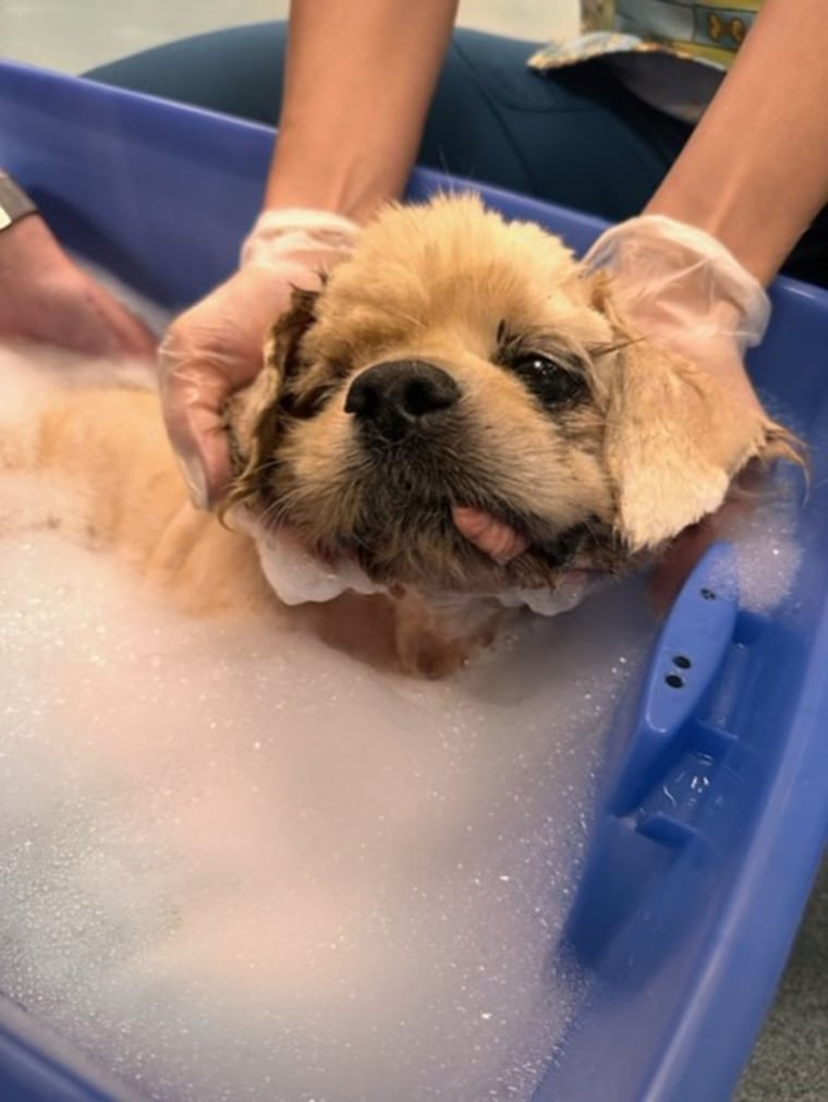 Trooper getting his first bath after his rescue.