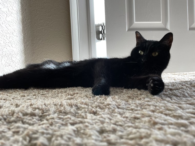 At 12, Buddy enjoys her fair share of cat naps, but when she wakes up, she’s ready to frolic like a crazy kitten.