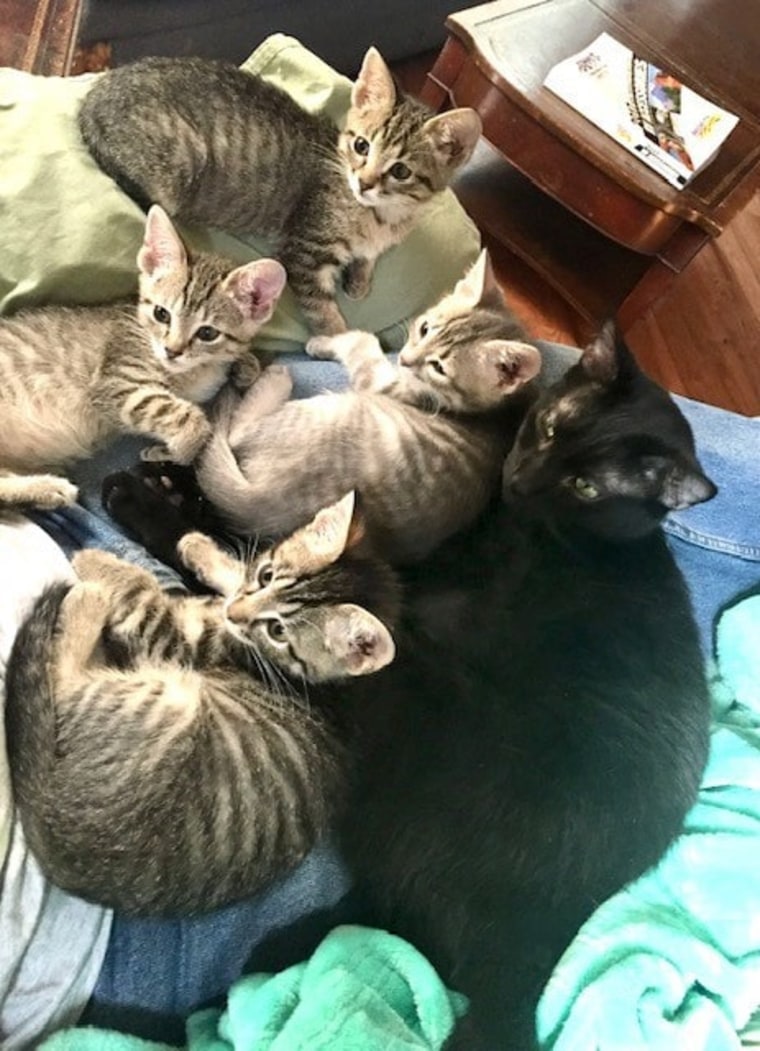 Elvis snuggles with the "M.A.S.H." litter: Hawkeye, Hot Lips, Radar and Klinger. “With four kittens at one time, Elvis seemed to have his paws full, but I am certain he loved every minute of it,” Beverly Pack tells TODAY.com. 