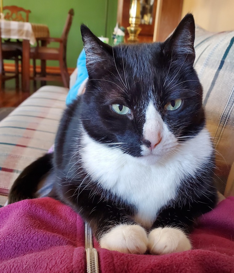 Elvis purrs up a storm at home in Philadelphia when given the chance to enjoy lap time. 