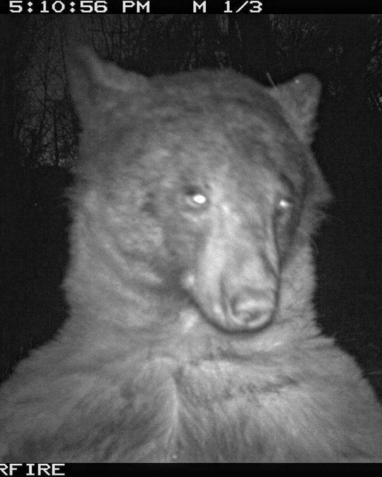 bear caught taking selfies