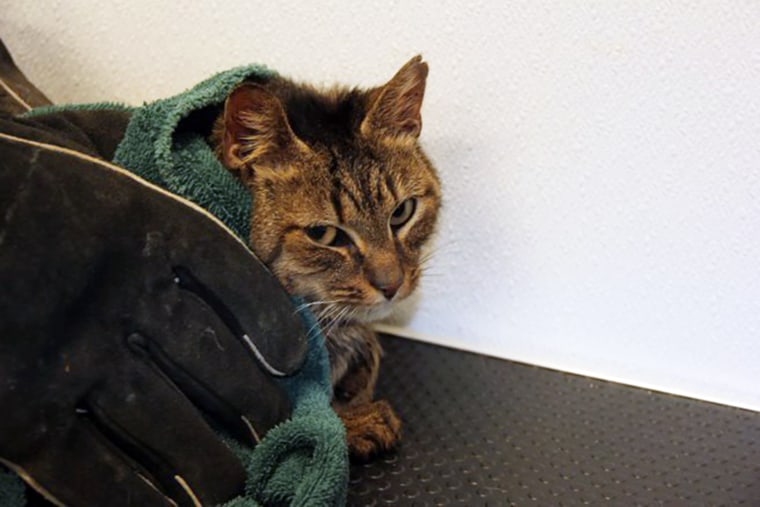 One of the rescued cats wrapped in a blanket at Islip Animal Shelter.