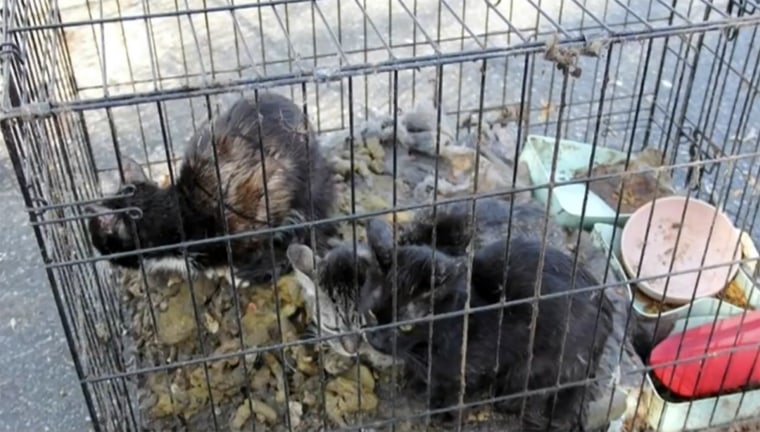 Several cats rescued from the home in Islip, New York.