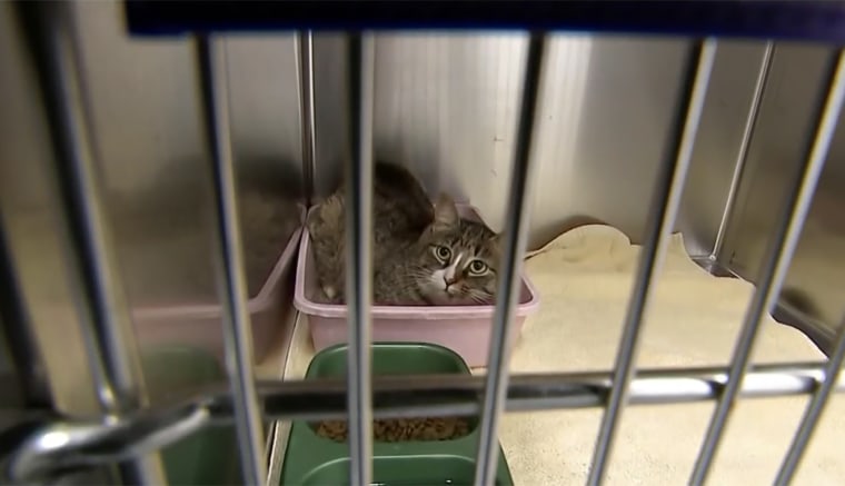 One of the rescued cats in a purple bucket at Islip Animal Shelter.