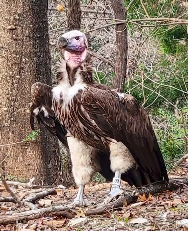 Pin, a 35-year-old endangered vulture, was found dead in its habitat at the Dallas Zoo from a wound deemed to be "suspicious" by zoo officials.