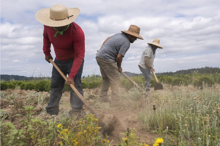 En la imagen, varios inmigrantes guatemaltecos trabajan en un campo de Saint Paul, Oregon. Algunos grupos pro inmigración advierten que sin más trabajadores agrícolas, el precio de los alimentos seguirá aumentando en Estados Unidos.