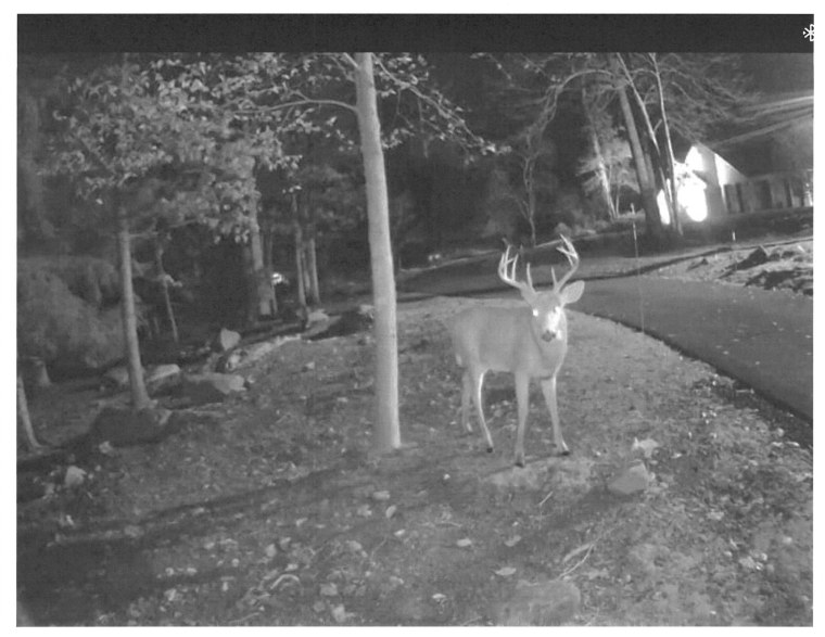 A reindeer standing on a lawn