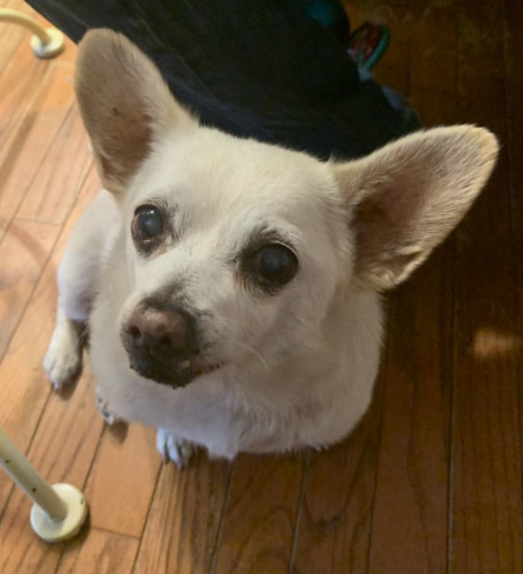 The world's oldest living dog is Spike, a chihuahua mix from Ohio