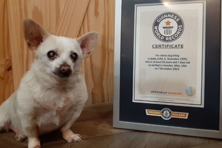 A small white dog with perky ears poses next to a framed certificate from Guinness World Records