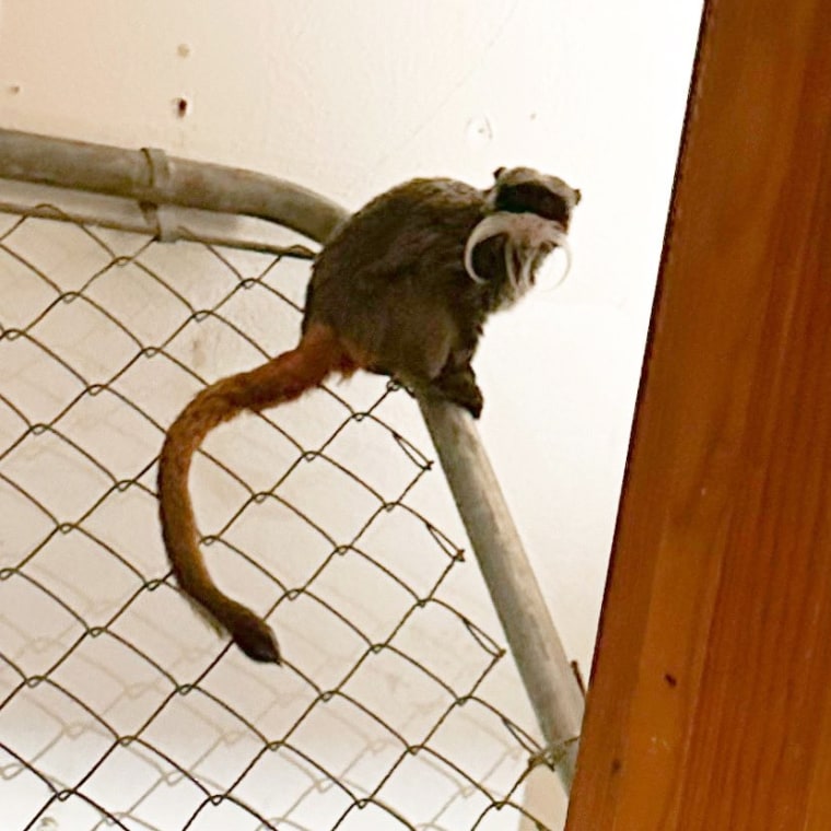 Dallas Police, with the help of the Lancaster Police Department, located the two missing tamarin monkeys from the Dallas Zoo at an abandoned home in Lancaster. Pictured is one of the animals still inside the closet of the house. The monkeys have been returned to the zoo.