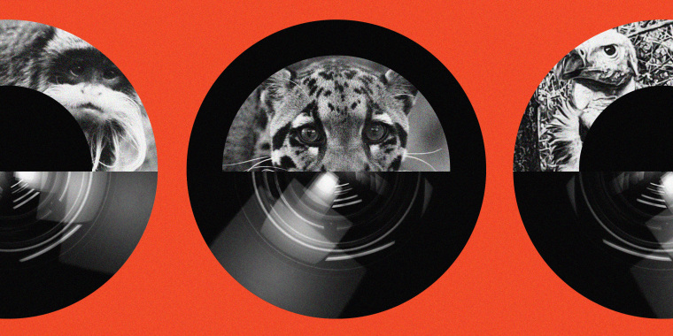 Photo illustration of animals from the Dallas Zoo inside security camera lenses.