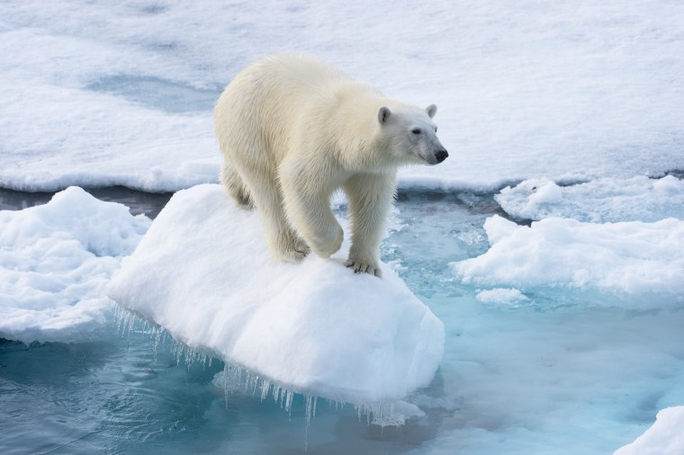 A polar bear stands on a pack of ice