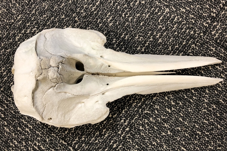 A dolphin skull was found in luggage at Detroit Metropolitan Airport.