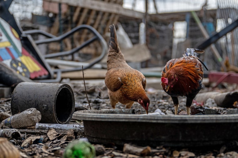 Roosters drink out of a pot in the backyard on a farm in Austin, Texas