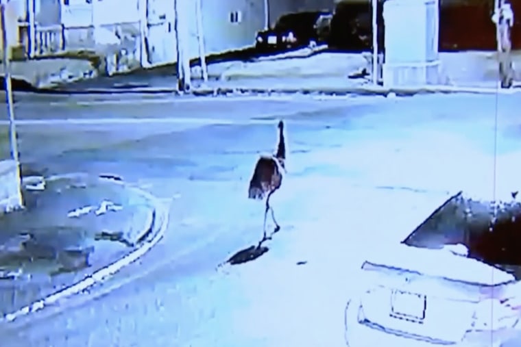 Surveillance footage of an Emu walk on a street in Brockton, Mass.