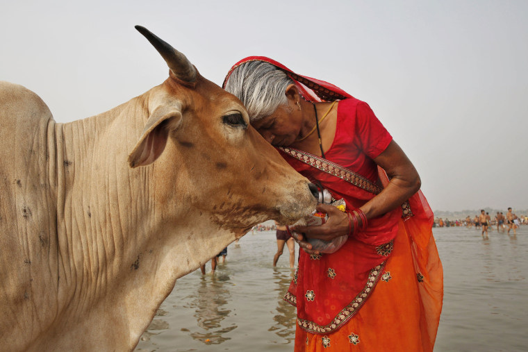 The government of India has backtracked on a widely criticized campaign encouraging people to promote Hindu values by hugging cows on Valentine’s Day.