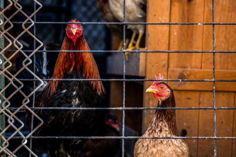 Image: \Roosters are held in a cage on a farm on Jan. 23, 2023 in Austin, Texas.