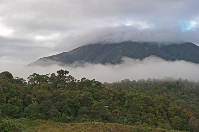 Montane rainforest and grassland at Tari Gap, 9000ft, Southern Highlands, Papua New Guinea