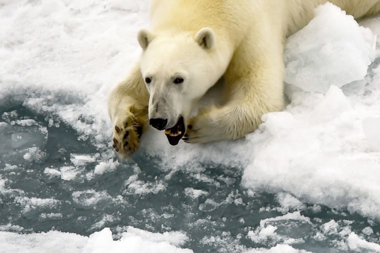 A polar bear is seen in Essen Bay off the coast of Prince George Land, Russia