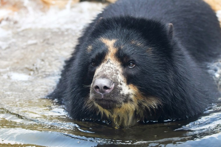 Ben, the Andean bear.