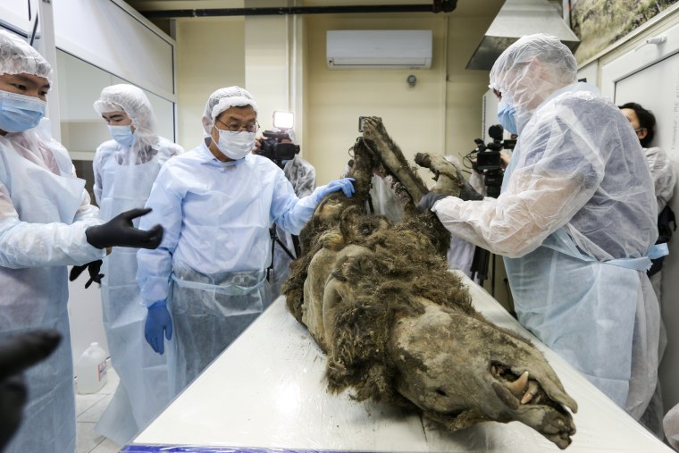 Eterikan brown bear that lived 3,500 years ago studied at the Mammoth Museum in Yakutia, Russia