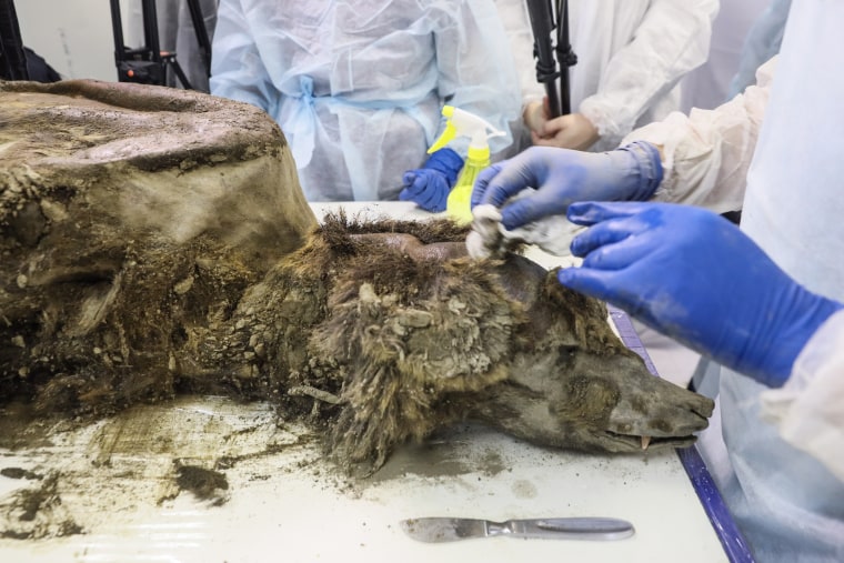 Eterikan brown bear that lived 3,500 years ago studied at the Mammoth Museum in Yakutia, Russia