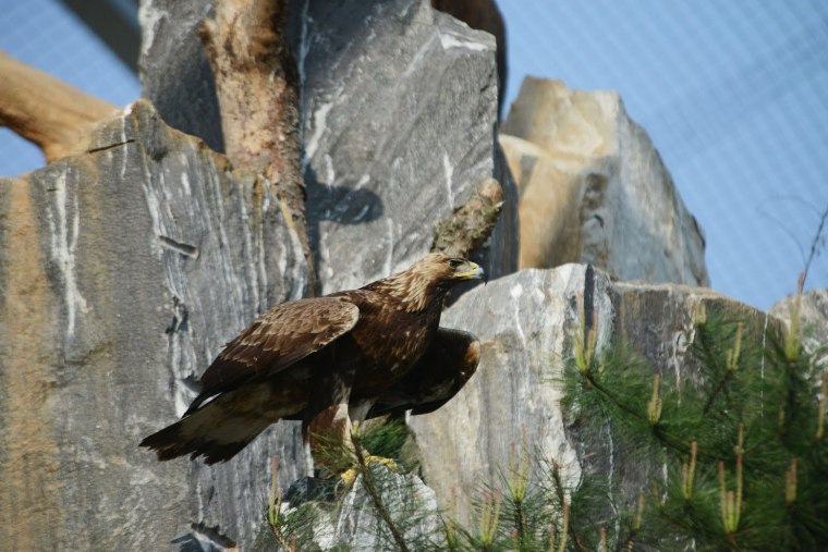 Un águila real en peligro de extinción.