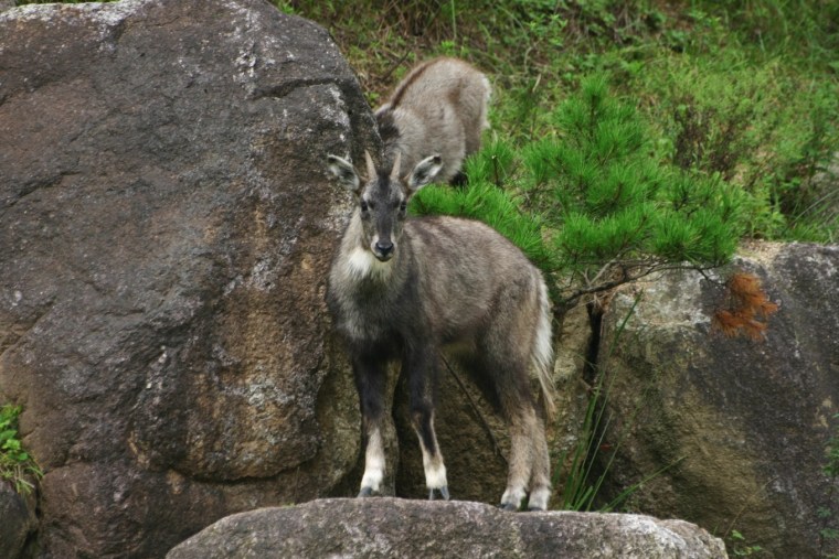 A native long-tailed goat, that has been classified as endangered by South Korea’s environment ministry.