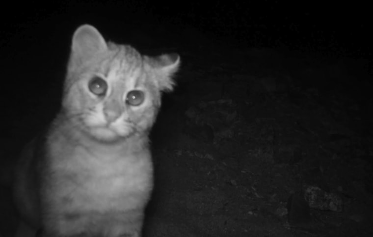 Un gato salvaje capturado de noche.