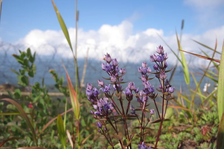 A swertia wilford , one of the rare flora found within the demilitarized zone. 