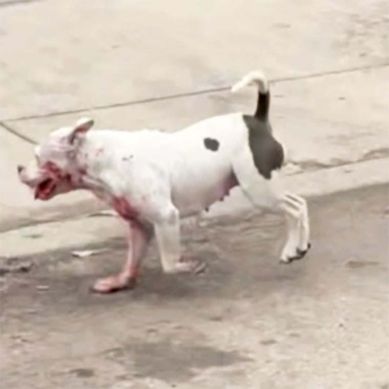 A dog that was involved in a deadly attack on a man in San Antonio on Friday.