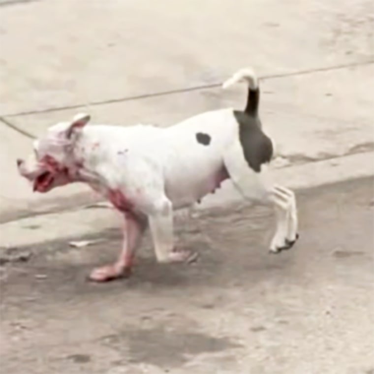 A dog involved in a fatal attack in San Antonio last year.