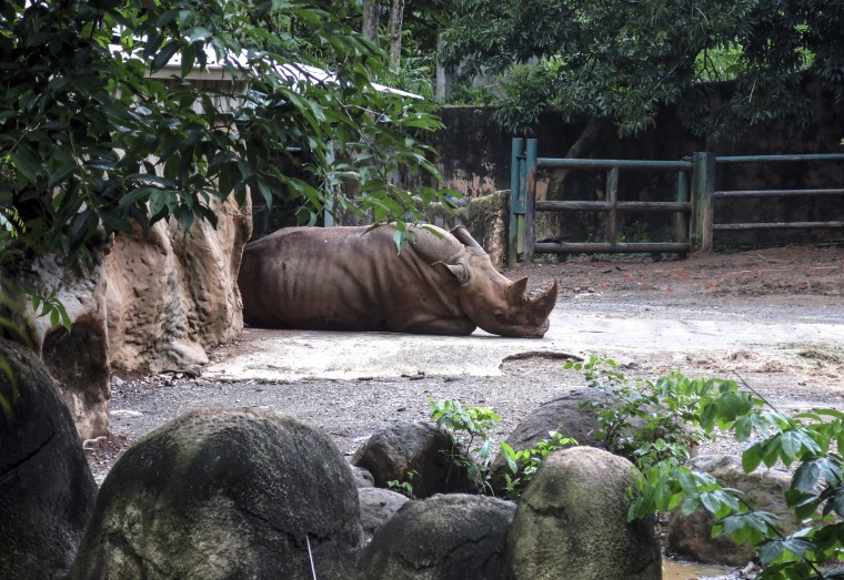 Image: A rhinoceros rests inside an enclosure at the Dr. Juan A. Rivero Zoo in Mayaguez, Puerto Rico, July 7, 2017.