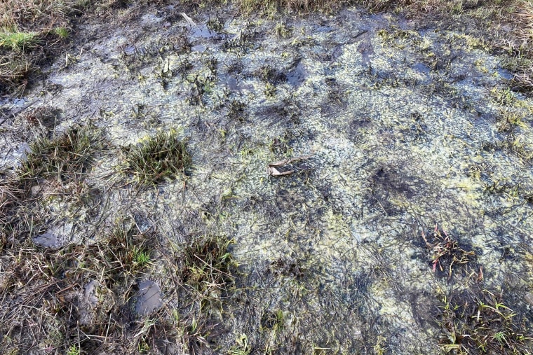 A yellow-white residue now covers portions of Sherry Strozza's soil, which she has not been able to test.