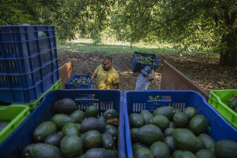 Hombres cultivan aguacates en un huerto en Santa Ana Zirosto, estado de Michoacán, el jueves 26 de enero de 2023.