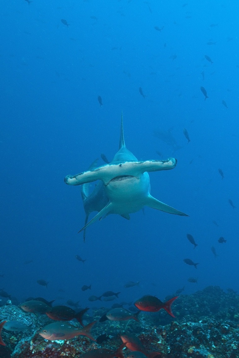 Scalloped Hammerhead Shark, Sphyrna lewini, Wolf Island, Galapagos, Ecuador