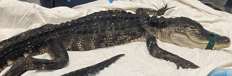 A 4-foot-long alligator was found in a Brooklyn park in New York City on Feb. 19.